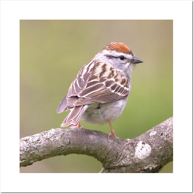 Chipping Sparrow on a big curled tree branch Wall Art by BirdsnStuff